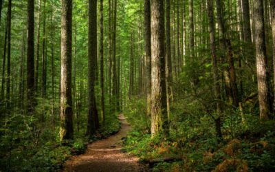 🌿 Il Potere Nascosto del Bosco: Ricarica Corpo e Mente in 60 minuti